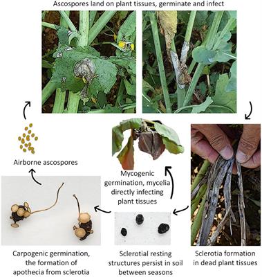 Tackling Control of a Cosmopolitan Phytopathogen: Sclerotinia